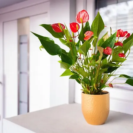 Pod Velbi Lejlighed *